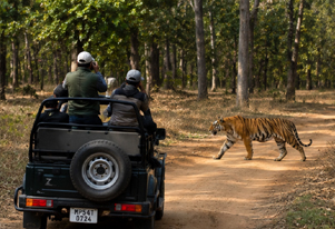 bandhavgarh jeep safari