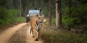 Safari & Wildlife